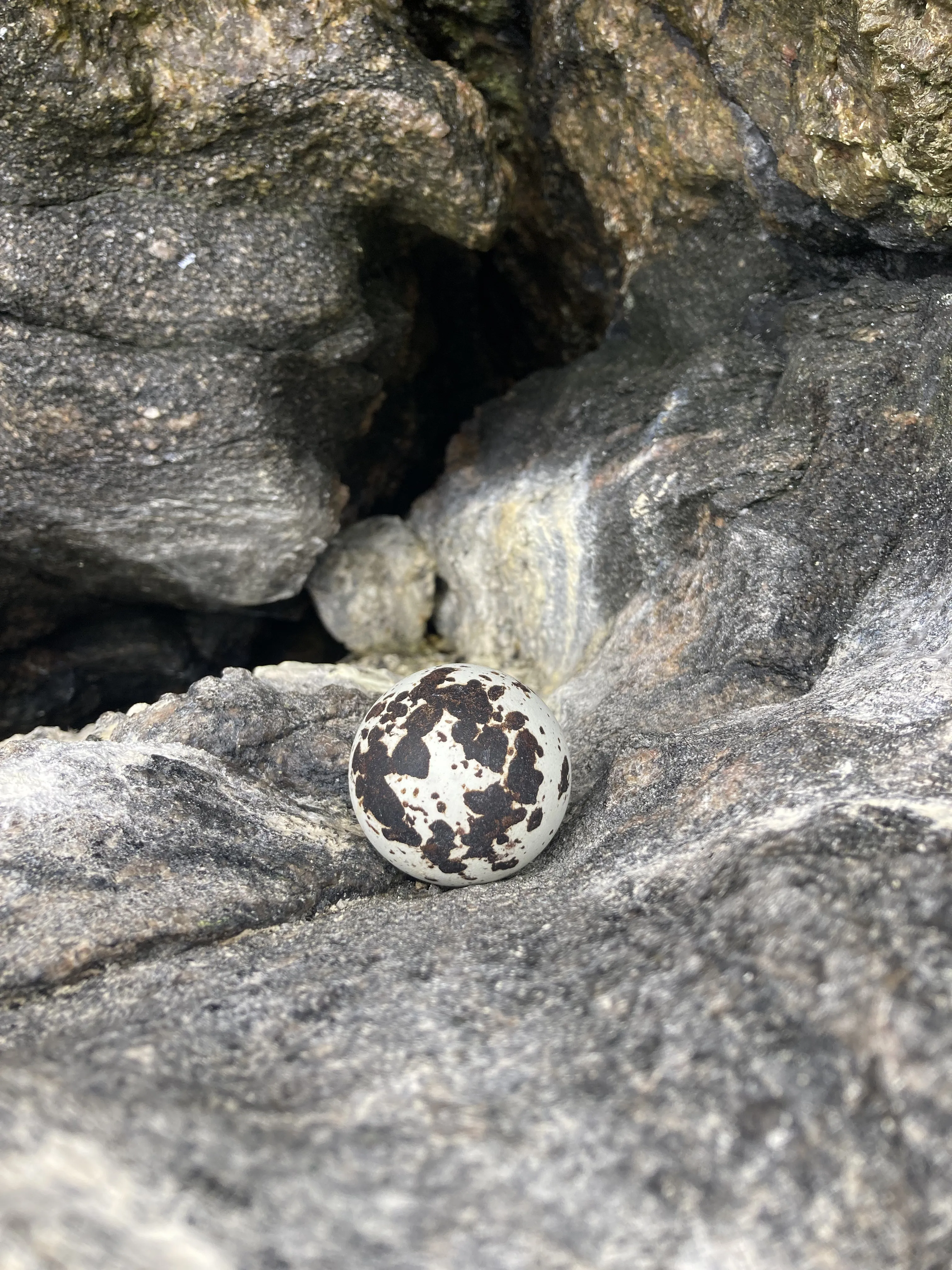 An abandoned Arnamul Egg